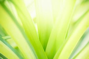 Abstract nature green blurred background nature leaf on greenery background in garden with copy space using as background wallpaper page concept.i photo