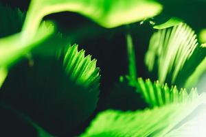 Abstract nature green blurred background nature leaf on greenery background in dark tone using as background wallpaper page concept.i photo