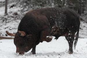 A big black bull in the snow training to fight in the arena. Bullfighting concept. Selective focus photo