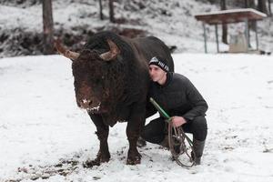 Fighter Bull whispers, A man who training a bull on a snowy winter day in a forest meadow and preparing him for a fight in the arena. Bullfighting concept. photo