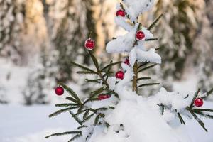 bolas de navidad en pino foto