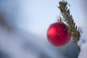 christmas balls on pine tree photo