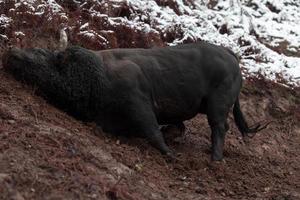 un gran toro negro apuñala sus cuernos en el suelo nevado y entrena para pelear en la arena. el concepto de tauromaquia. enfoque selectivo foto