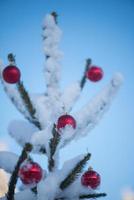 christmas balls on tree photo