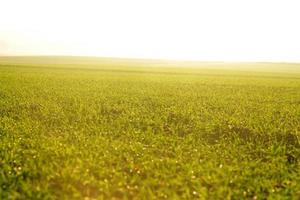 hierba verde sobre un fondo hermosa puesta de sol foto