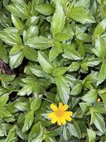 Indian Daisy or Indian summer or Rudbeckia hirta or Black-Eyed Susan photo