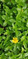 Indian Daisy or Indian summer or Rudbeckia hirta or Black-Eyed Susan photo