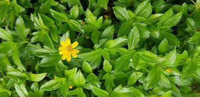 Indian Daisy or Indian summer or Rudbeckia hirta or Black-Eyed Susan photo