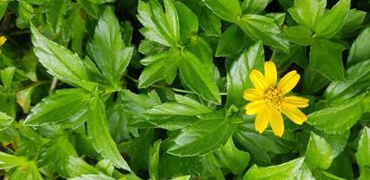 Indian Daisy or Indian summer or Rudbeckia hirta or Black-Eyed Susan photo