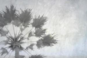 fondo de sombra de hojas de palma naturales sobre textura de pared de hormigón gris para fondo y papel pintado, tono blanco y negro foto