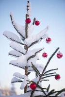 christmas balls on pine tree photo