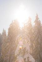 pine tree forest background covered with fresh snow photo