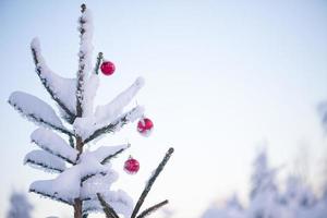 christmas balls on pine tree photo