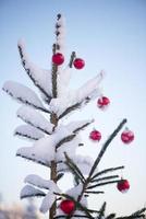 christmas balls on pine tree photo