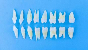 Top view of white teeth on blue background photo