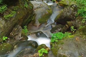 Creek in forest photo