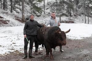 Fighter Bull whispers, A man who training a bull on a snowy winter day in a forest meadow and preparing him for a fight in the arena. Bullfighting concept. photo