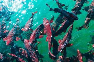 In the ocean, fish swim photo