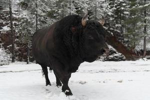 A big black bull in the snow training to fight in the arena. Bullfighting concept. Selective focus photo