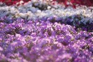 Dubai miracle garden photo