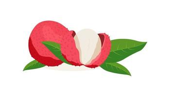 Juicy lychee the whole fruit and the unfolded and leaves isolated on white background. Vector illustration.