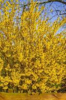 forsythia un hermoso arbusto primaveral con flores amarillas alemania. foto