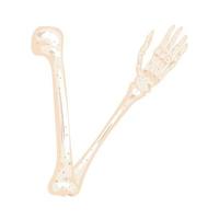 skeleton arm bone vector