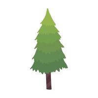 pine tree plant coniferus vector