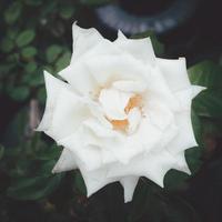 una rosa blanca clara en el jardín sobre un fondo borroso. foto