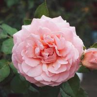 A clear pink rose in the garden on a blurry background. photo