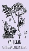 dibujos vectoriales de valeriana officinalis. ilustración dibujada a mano. nombre latino valeriana officinalis l. vector