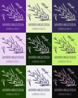 Set of vector drawings of lavender in different colors. Hand drawn illustration. Latin name LAVENDER ANGUSTIFOLIA.