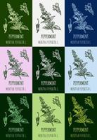 Set of vector drawings of peppermint in different colors. Hand drawn illustration. Latin name MENTHA PIPERITA L.