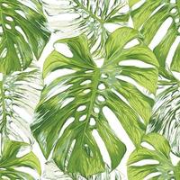 Seamless pattern tropical with monstera leaf abstract background.Vector illustration hand drawing dry watercolor style. For fabric pattern print design. vector