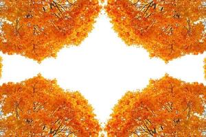 Bright colorful autumn leaves. nature photo