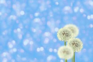 Fluffy dandelion flower against the background of the summer landscape. photo