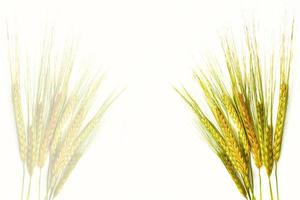 cereal. Wheat ears isolated on white background. photo