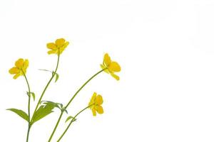 Yellow wildflowers buttercup isolated on white background. photo