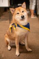 perro shiba marrón mirando y sentado en el suelo. foto