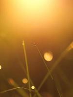 grass with dew drops photo