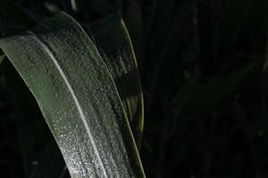 pequeñas gotas de rocío en una hoja de maíz foto