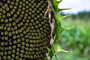 Sunflower with faded flowers on seeds. photo