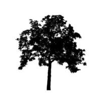 Tree silhouette for brush on white background photo