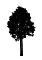 Tree silhouette for brush on white background photo