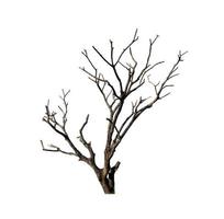 Dead tree that are isolated on a white background are suitable for both printing and web pages photo