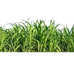 Sugar cane isolated on white background and cliping path photo