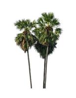 sugar palm that are isolated on a white background are suitable for both printing and web pages photo