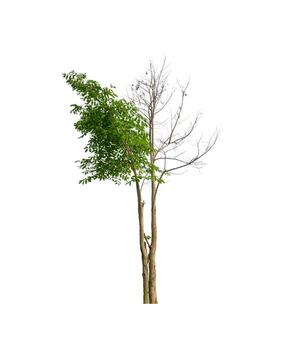 Tree that are isolated on a white background are suitable for both printing and web pages photo