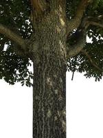 Trunk of a Tree Isolated On White Background photo