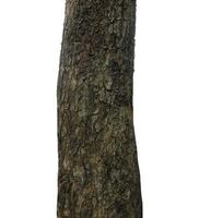 Trunk of a Tree Isolated On White Background photo
